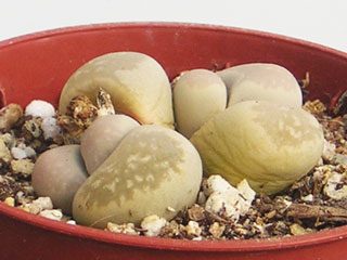 Lithops optica C 81   - Pot  5 cm