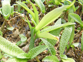 Scilla pauciflora (Ledebouria pauciflora)   - Pot  5 cm