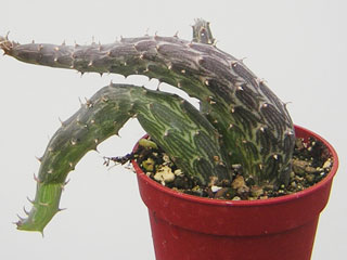 Senecio pendulus   - Pot  6 cm