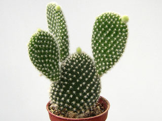 Opuntia microdasys var. albispina 'Angel's Wings'   - Pot  5 cm