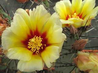 Opuntia azurea   - Pot 10 cm