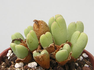 Conophytum bilobum v. variabile   - Pot  5 cm