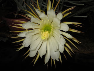 Selenicereus grandiflorus (maxonii)   - Pot  8 cm