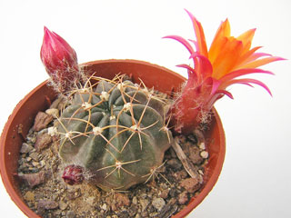 Echinopsis maximiliana (Lobivia maximiliana)   - Pot  5 cm