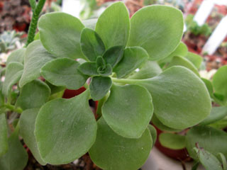 Aeonium goochiae   - Pot  6 cm