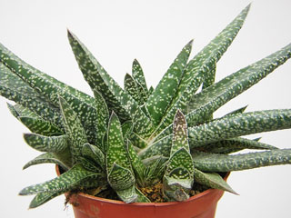 Gasteria carinata var. verrucosa   - Pot  6 cm