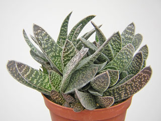 Gasteria 'Trigona'   - Pot  8 cm