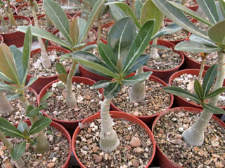 Adenium obesum   - Pot  6 cm