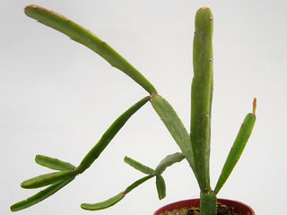 Rhipsalis cereoides   - Pot  8 cm