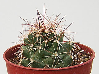 Coryphantha macromeris   - Pot  5 cm