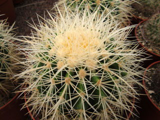 Echinocactus grusonii var. alba   - Coupe 20 cm