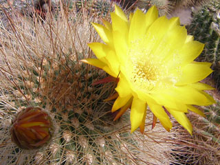 Echinopsis formosa (Soehrensia formosa)   - Pot  5 cm