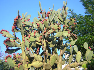 Opuntia tomentosa   - Pot 10 cm