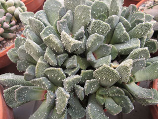 Aloinopsis setifera   - Pot  5 cm