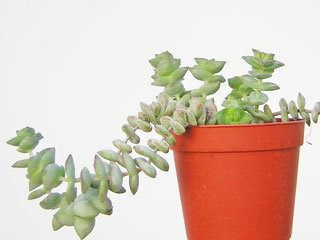 Crassula perforata 'Nealeana'   - Pot  6 cm