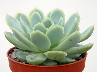 Echeveria elegans   - Pot  6 cm