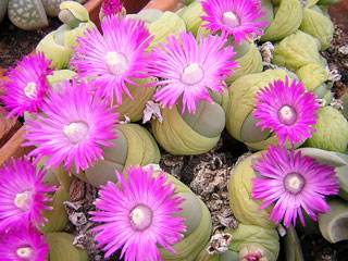 Gibbaeum heathii   - Pot  5 cm