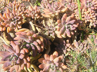 Graptosedum 'Francesco Baldi' 