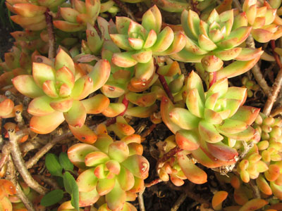 Sedum 'Golden Glow'   - Pot  6 cm