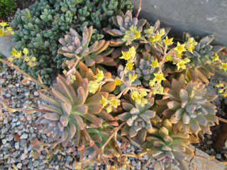 Graptosedum 'Darley Sunshine'   - Pot  6 cm