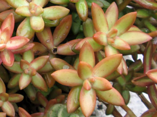 Sedum adolphi 'Coppertone' (Sedum nussbaumerianum) 