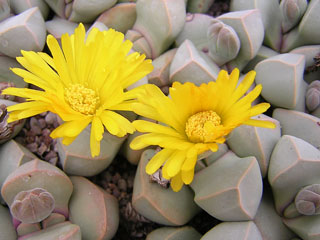 Lapidaria margaretae 