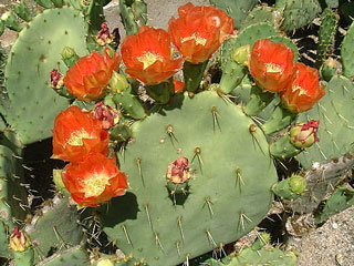 Opuntia lindheimeri (fl. rouge orangé)   - Bouture