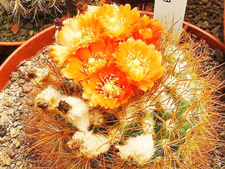 Parodia procera (subtilihamata)   - Pot  5 cm