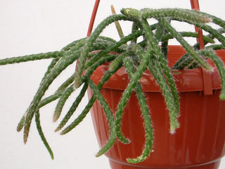 Rhipsalis baccifera ssp. horrida   - Pot  6 cm