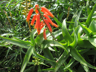 Aloe ciliaris   - Touffe H 40 cm