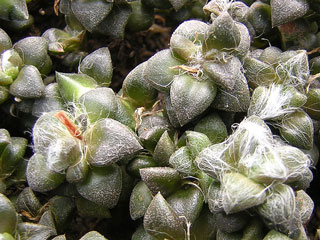 Anacampseros filamentosa ssp. tomentosa   - Pot  5 cm