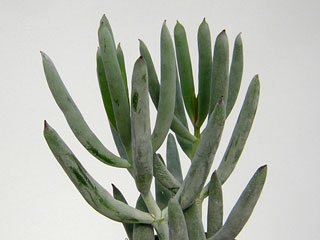 Cotyledon orbiculata 'Rubra'   - Pot  6 cm