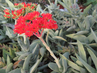 Crassula perfoliata var. minor   - Pot  5 cm