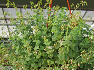 Crassula cordata 'Glauca'   - Pot  5 cm