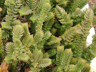 Crassula lycopodioides 'Purpusii'   - Pot  5 cm