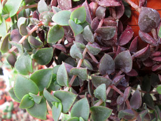 Crassula pellucida 'Rubra'   - Pot  6 cm