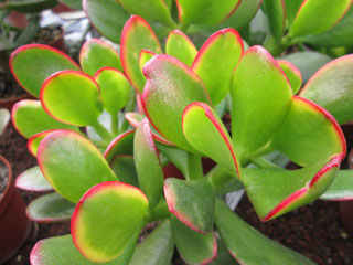 Crassula ovata 'Hummel's Sunset'   - Pot  6 cm