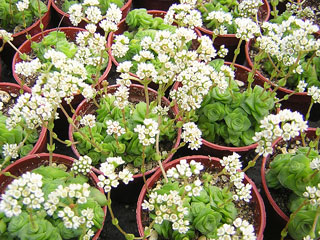 Crassula socialis   - Pot  5 cm