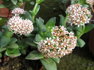 Crassula 'Bride's Bouquet'   - Pot  5 cm