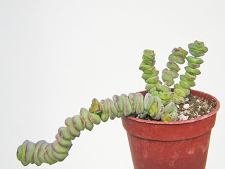 Crassula 'Baby's Necklace'   - Pot  5 cm