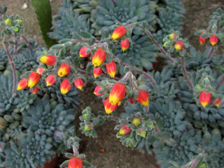 Echeveria setosa var. deminuta (E. rundellii)   - Pot  5 cm