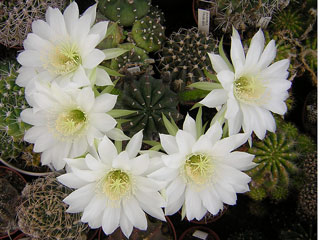 Echinopsis subdenudata   - Lot de 3 pots de 5 cm