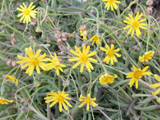 Othonna capensis (=crassifolia)   - Pot  6 cm