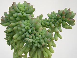 Sedum pachyphyllum fma. cristata   - Pot  5 cm