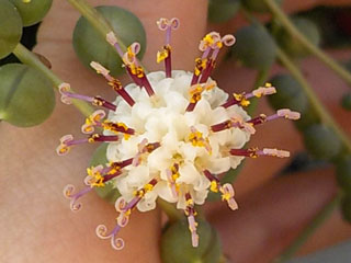 Senecio rowleyanus (clone 1)   - Pot  6 cm