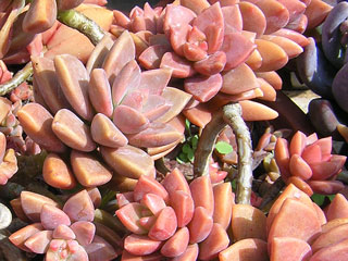 Graptosedum 'Bronze' (Graptosedum 'Vera Higgins')   - Pot  6 cm