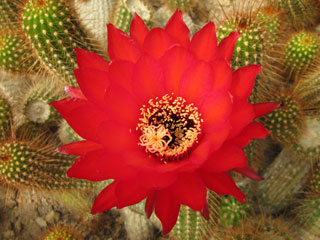 Echinopsis huascha (Trichocereus andalgalensis) fl.rouge   - Pot 12 cm