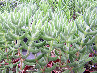 Crassula mesembryanthoides (trachysantha)   - Pot  5 cm