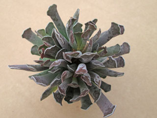 Adromischus cristatus var. clavifolius 3 (nouvelle forme)   - Pot  5 cm