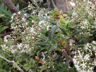 Crassula lactea (C. lignosa)   - Pot  8 cm